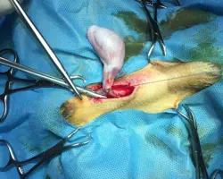جراحی عقیم سازی سگ نر بالای ده کیلو