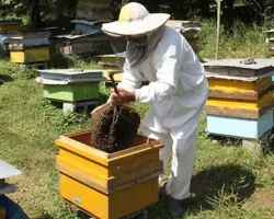 دوره ی تخصصی  آموزشی پرورش زنبورعسل 