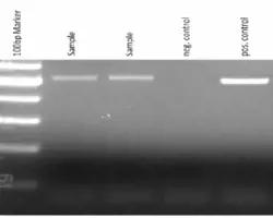 آزمون بیماری تنفسی سگ و گربه(مایکوپلاسما به روش PCR)