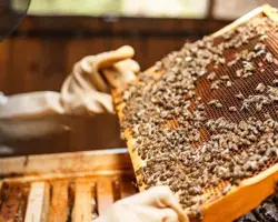 دوره ی آموزشی پرورش زنبور عسل