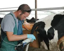تشخیص آبستنی با سونوگراف	نشخوارکنندگان بزرگ (گاو، گاومیش و شتر) – داخل درمانگاه