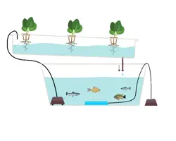 مشاوره و راه اندازی سیستم های آکواپونیک پرورش ماهیان زینتی و تیلاپیا