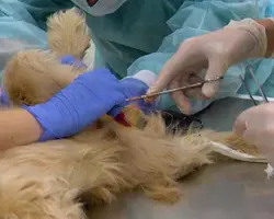 جراحی عقیم سازی سگ ماده زیر ده کیلو
