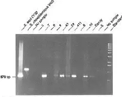 آزمون بیماری تنفسی سگ و گربه(استرپتوکوکوس زواپیدرمیکوس  به روش PCR)