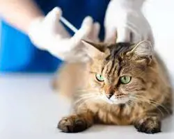 واکسن پلی والان گربه