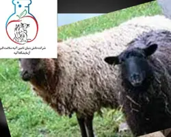 انجام آزمونهای همو و هترو (چندقلوزایی) در گوسفندان