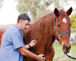 چکاپ سلامت در اسب