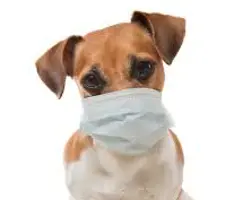 آزمون بیماری تنفسی در سگ(کرونا ویروس به روش PCR)