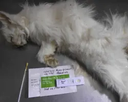 آزمون ویروسی در گربه(پاروویروس گربه (پن لوکوپنی) به روش PCR)