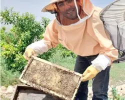 مشاوره پرورش زنبور عسل