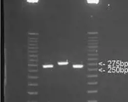 آزمون بیماری تنفسی سگ و گربه(بوردتلا به روش PCR)