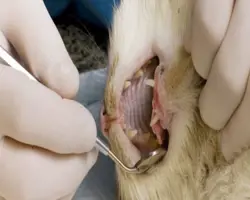 جرمگیری دندان گربه