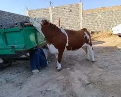 جیره نویسی و مشاوره