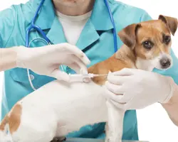 واکسن پلی والان سگ