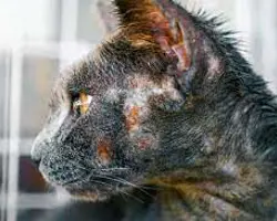 آزمون مشکلات پوستی در گربه(قارچ پوستی به روش مشاهده  مستقیم و کشت)