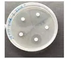 آزمون  بیماری‌‌‌‌‌های باکتریایی در قزل آلا و ماهی خاویاری(کشت باکتریایی و تعیین آنتی‌بیوتیک موثر در قزل آلا و ماهی خاویاری)