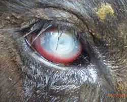 آزمون تشخیص بیماری چشم صورتی در گاو