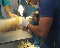 انجام خدمات دندانپزشکی حیوانات