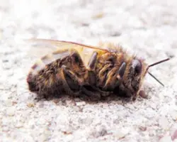 تشخیص انواع بیماریهای زنبورعسل و مشاوره های درمانی