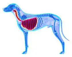 آزمون بیماری تنفسی در سگ(آدنوویروس به روش PCR)