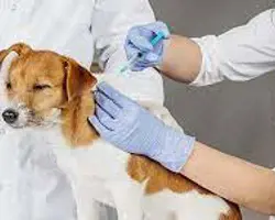تزریق آریو حیوانات خانگی( بالای ۱۰کیلو )