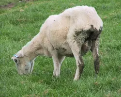 آزمون کاهش وزن مزمن در گوسفند و بز