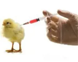 واکسن نیوکاسل مرغ خانگی و کبوتر