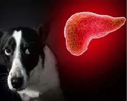 آزمون پانکراس در سگ و گربه(گلوکز)