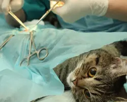 جراحی عقیم سازی گربه ماده