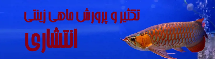 غرفه تکثیر و پرورش ماهی زینتی انتشاری