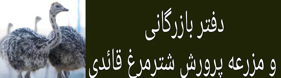 غرفه دفتر  بازرگانی و مزرعه پرورش شترمرغ قائدی